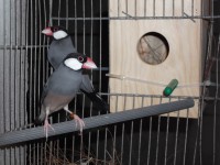 /album/pardal-de-java/casal-pardal-de-java-jpg1/